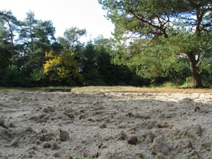 Zandvlakte