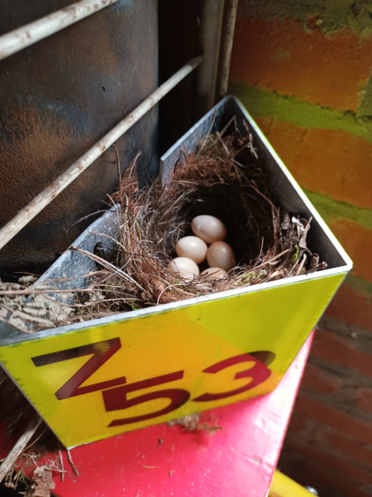 Het nestje